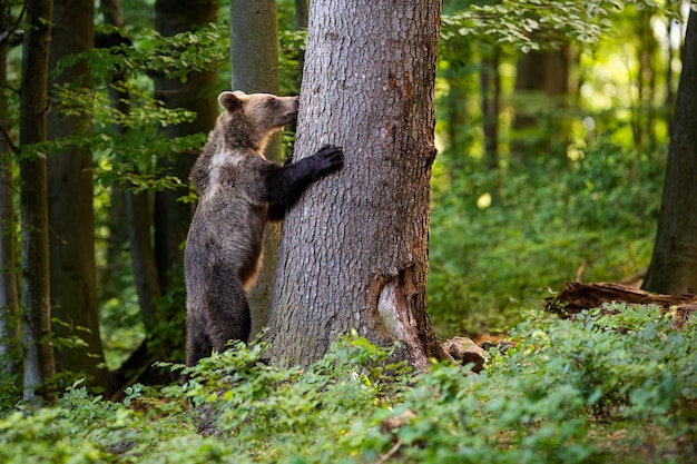 Giovane orso bruno che afferra un albero nella foresta di primavera