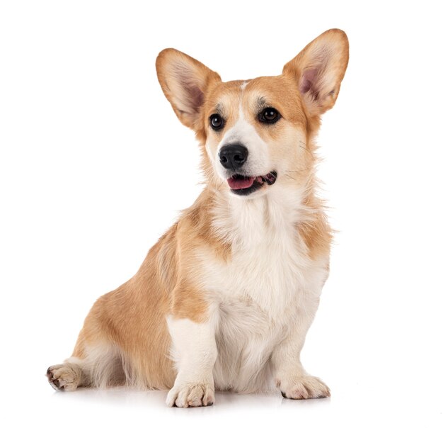 Giovane Pembroke Welsh Corgi isolato