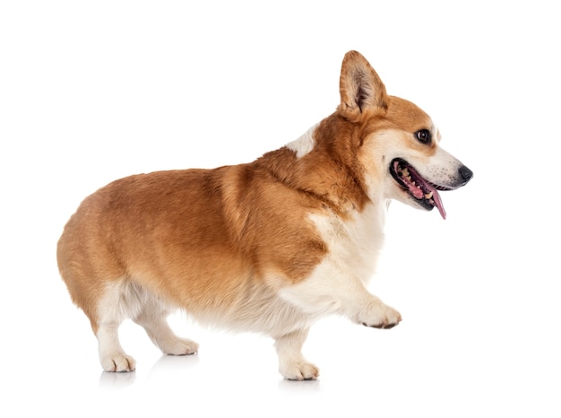 Giovane Pembroke Welsh Corgi isolato