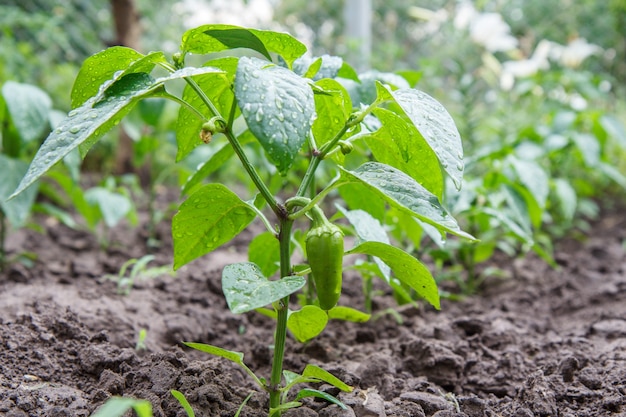 Giovane peperone che cresce su un cespuglio in giardino.