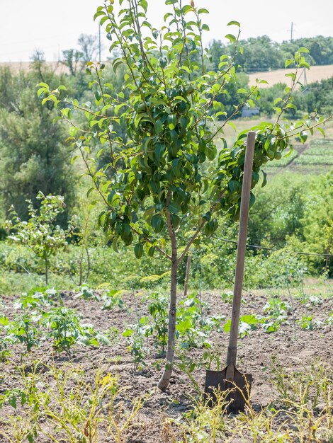 Giovane pero con frutti e pala in giardino in una giornata estiva con sfondo sfocato