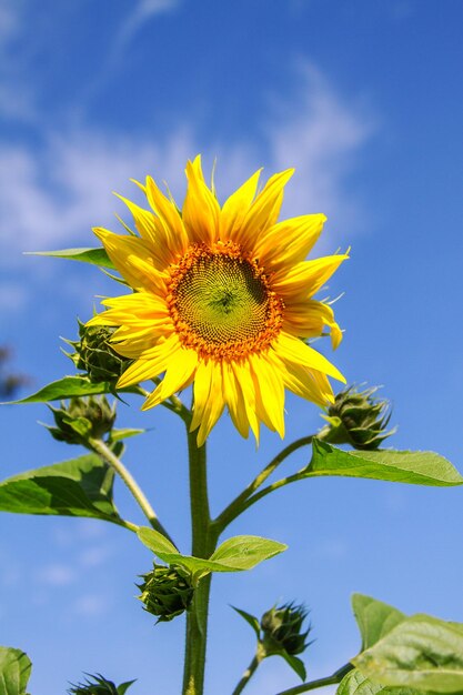 Giovane pianta da fiore girasole contro il cielo