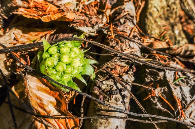 Giovane pianta di farfaraccio al sole e sottobosco in primavera