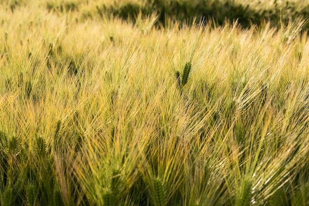 Giovane pianta di grano che spicca sulle altre. Incredibile campo illuminato dalla luce del sole che crea una trama sorprendente.