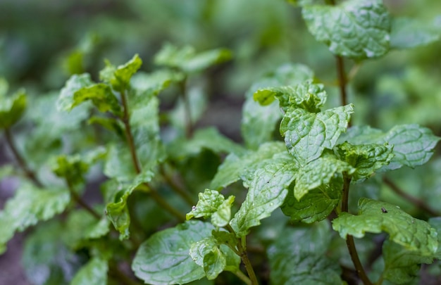 Giovane pianta di menta verde che cresce sul terreno con fuoco selettivo