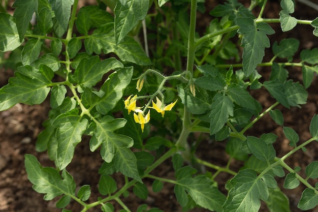 Giovane pianta di pomodori con fiori e fogliame verde lussureggiante