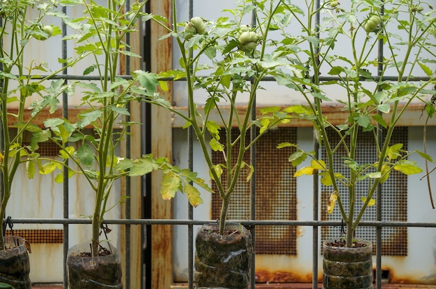 Giovane pianta di pomodoro in vasi di plastica nera concetto di coltivazione di verdure in un giardino e cibo