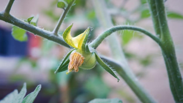 Giovane pianta di pomodoro verde ecologica in fiore