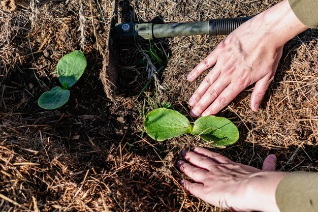 Giovane pianta di zucca in un giardino ecologico mulching e permaculture zucca cibo sano