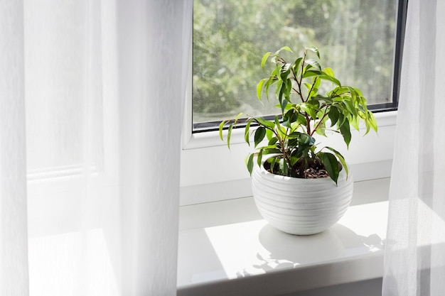 Giovane pianta in vaso di Ficus benjamina sul davanzale della finestra in camera il giorno di sole