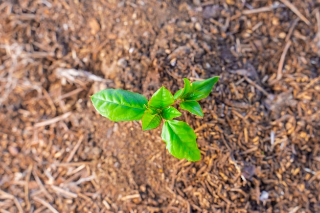 Giovane pianta verde che cresce su un giardino con la luce del sole