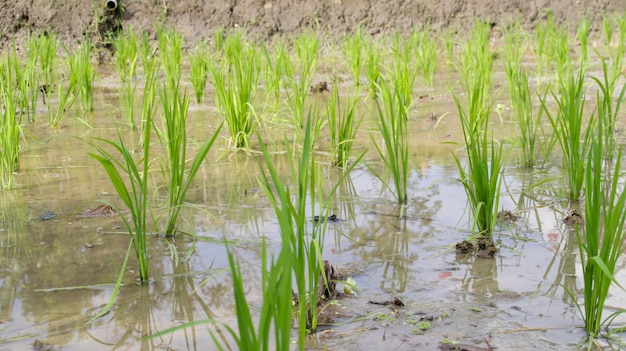 Giovane pianta verde del giacimento del riso in un campo di risaia impregnato d'acqua