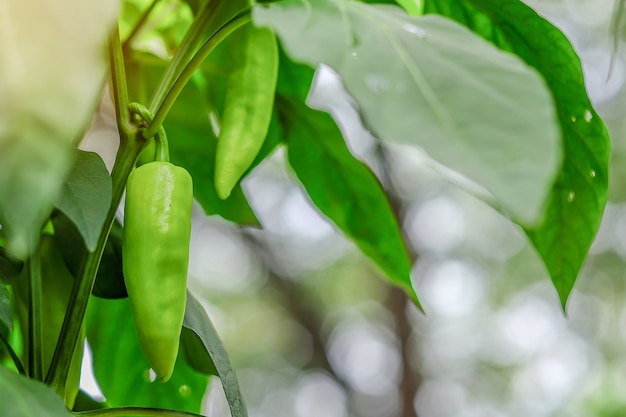 Giovane pianta verde del peperoncino rosso sull&#39;agricoltura del campo in giardino