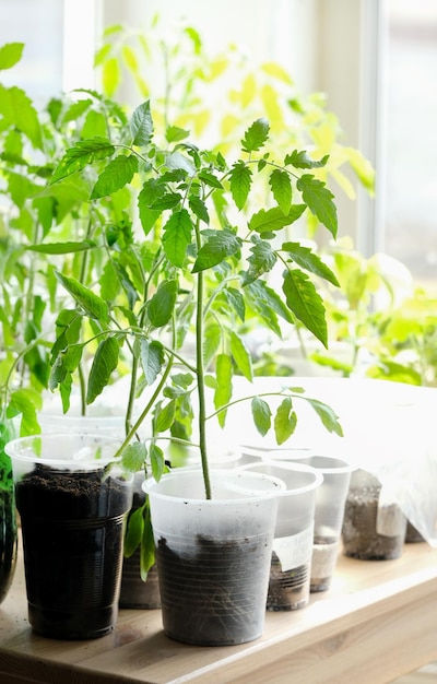 Giovane piantina di pomodoro verde nel vassoio della piantina sul davanzale Crescita efficace