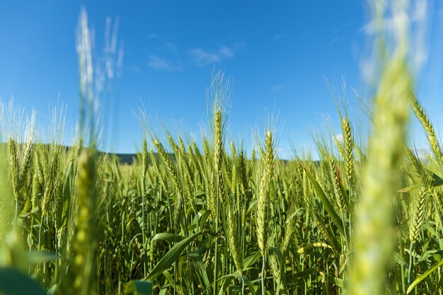 Giovane picco di grano verde su sfondo azzurro del cielo. Spighette verdi di grano.viaggio in Georgia