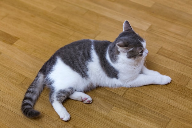 Giovane piccola posa bianca e grigia piacevole del gattino del gatto domestico rilassata sul pavimento di legno all'interno. Mantenere l'animale domestico a casa, concetto.