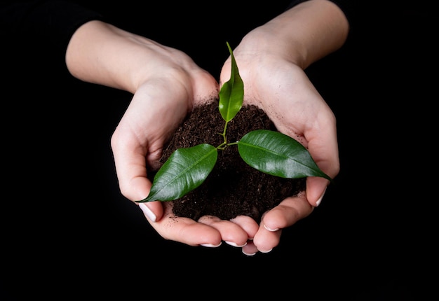 Giovane piccolo germoglio per piantare nel terreno nelle mani due mani che tengono per una giovane pianta verde che pianta albero ama la natura salva il mondo ecologia protezione ambientale
