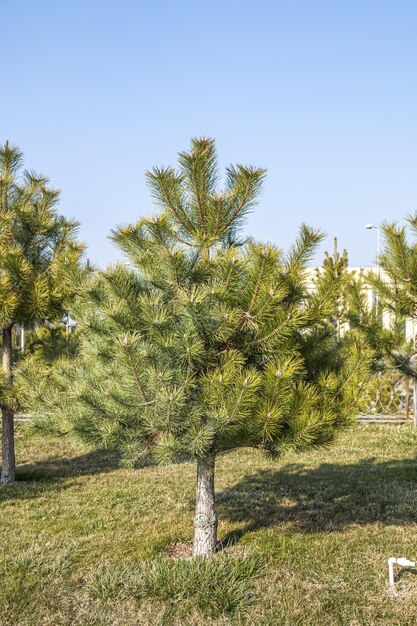 Giovane pino conifero in un parco cittadino