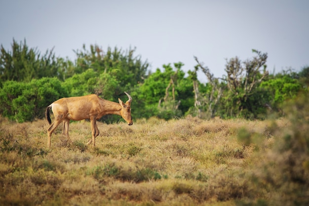 Giovane più hartebeest che cammina nel parco nazionale di Addo, Sudafrica