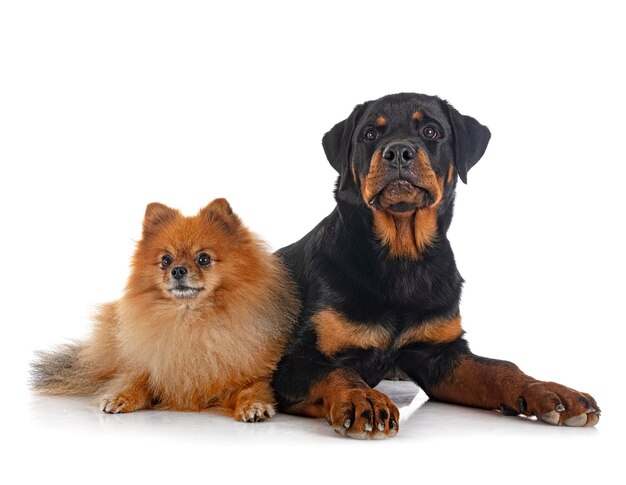 Giovane pomerania e rottweiler davanti a sfondo bianco