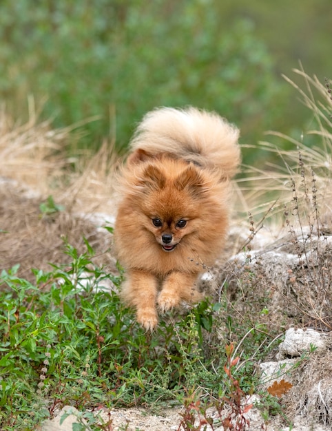 Giovane pomerania, foto nella natura