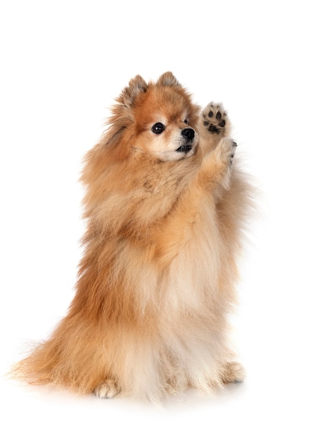 Giovane pomeranian davanti su bianco isolato