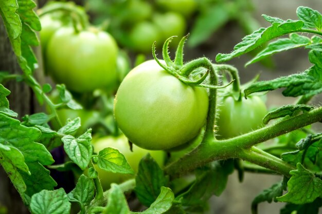 giovane pomodoro verde cresce su un letto in un'azienda agricola. concetto di coltivazione di pomodori