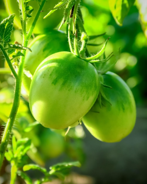 giovane pomodoro verde cresce su un letto in un'azienda agricola. concetto di verdure in crescita