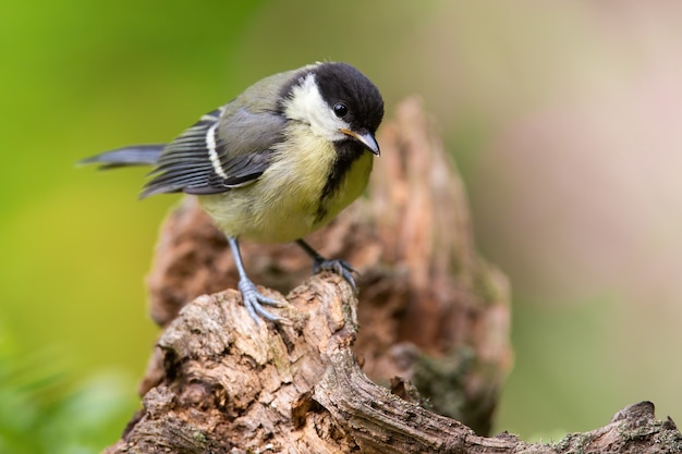 Giovane pulcino cinciallegra in piedi sul legno nella natura primaverile