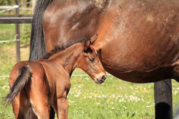 Giovane puledro con sua madre in un campo in primavera