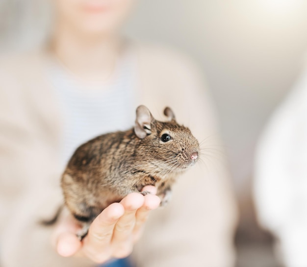 Giovane ragazza che gioca con il piccolo animale degu scoiattolo