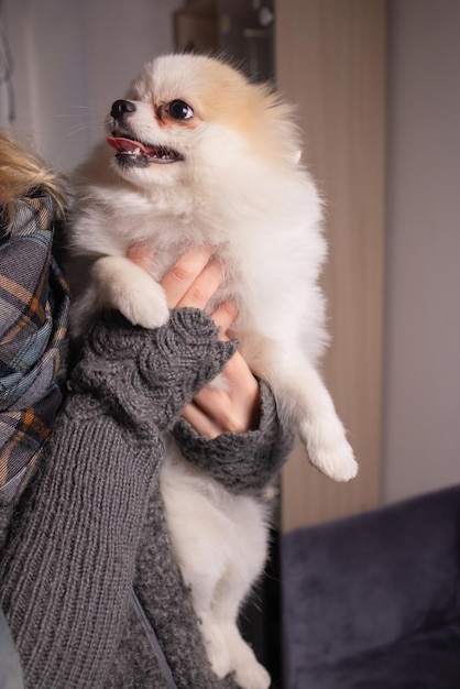 Giovane ragazza che tiene un cane Spitz Hostess ama il suo animale domestico