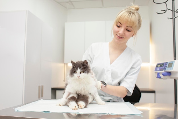 Giovane ragazza veterinaria in uniforme esamina un gatto malato e sorride in una clinica veterinaria