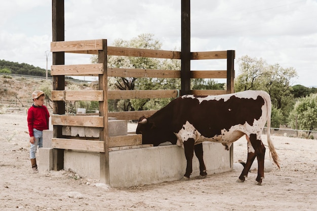 Giovane ragazzo caucasico che guarda spaventato una mucca in una fattoria dietro le recinzioni