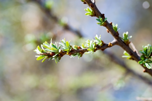 Giovane ramo seabuckthorn con piccole foglie