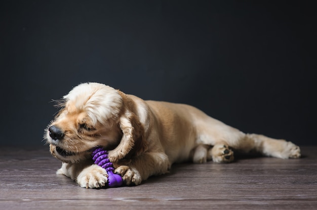 Giovane razza Cocker Spaniel che gioca con un giocattolo.