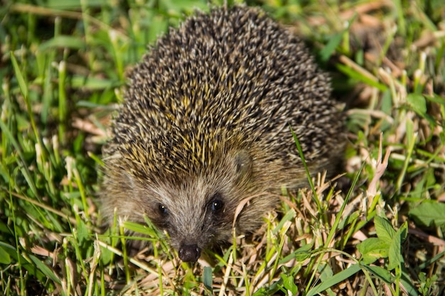 Giovane riccio spinoso in erba verde