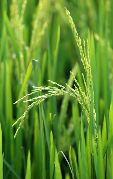 Giovane risaia verde in un campo coltivato