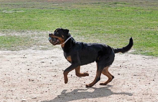 Giovane rottweiler che si allena nella natura per la sicurezza da catturare