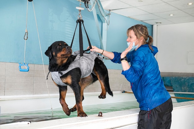 Giovane rottweiler e rieducazione per l'idroterapia in piscina