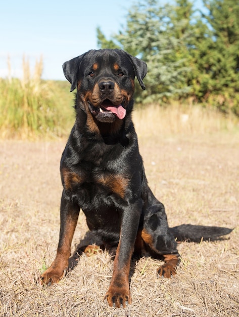 giovane rottweiler in natura