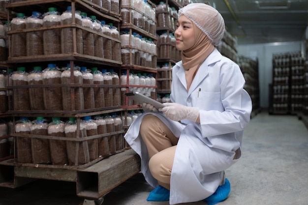 Giovane scienziata musulmana asiatica che fa ricerca in una fabbrica di funghi che studia la crescita di funghi in grumi di funghi in una stanza sterile e a temperatura controllata