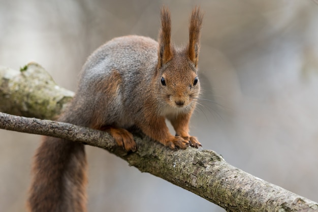 Giovane scoiattolo rosso sveglio che si siede sul ramo di albero