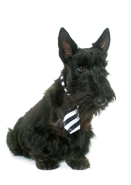 giovane scottish terrier con cravatta