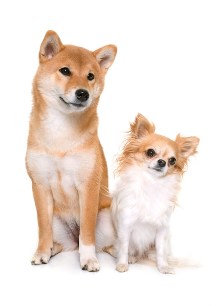 giovane shiba inu e chihuahua