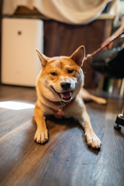 Giovane Shiba Inu guardando la fotocamera e sorridente primo piano ritratto di un cane giapponese