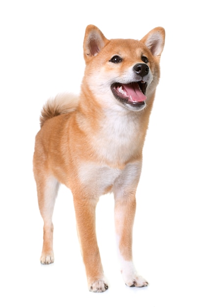 giovane shiba inu