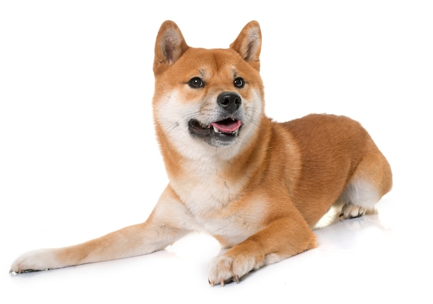 giovane shiba inu