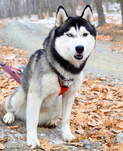 Giovane Siberian Husky con occhi diversi che guarda l'obbiettivo