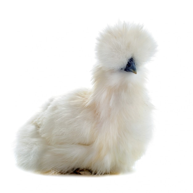 Giovane Silkie